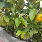 Lumachella